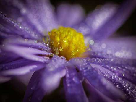 Herfstaster met ochtenddauw
