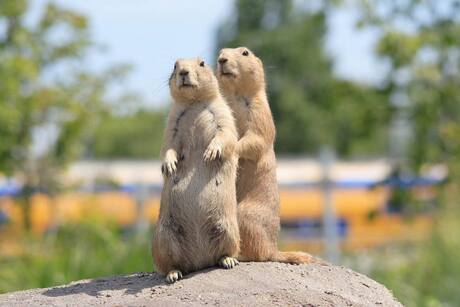 Waar blijft die trein?
