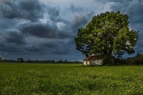 Gravity shed under the tree