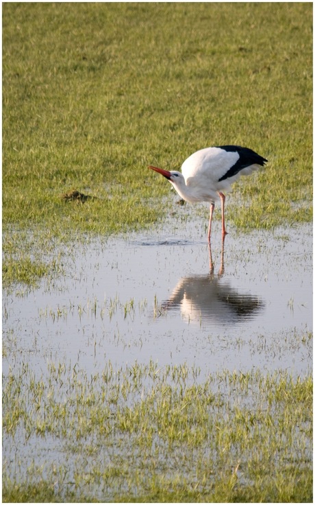 Weerspiegeling