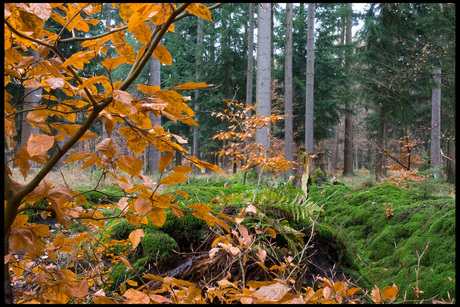 herfst