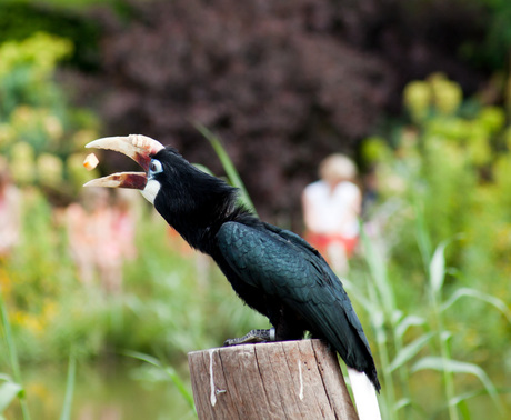 Vogel vangt nootje