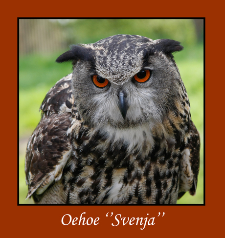 Oehoe ''Svenja''