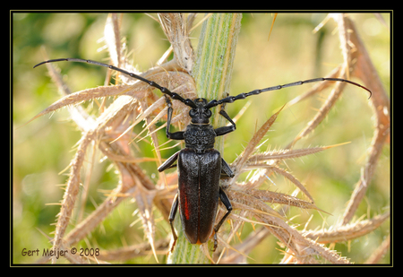 Heldenboktor - Vastgelegd in de Ardeche in Frankrijk, vermoedelijk het vrouwelijk exemplaar.

De heldenbok komt in Nederland en België niet meer in de natuur voor - foto door vliegert op 28-07-2008 - deze foto bevat: kever, groot, insect, overbelicht, boktor, voelsprieten, heldenboktor