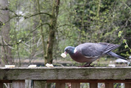 Lekker stukje brood