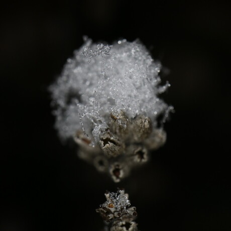 Lavendel knopje met sneeuw