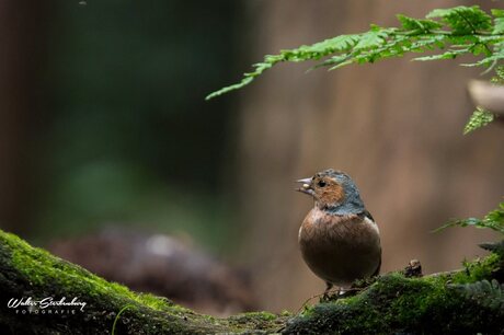 Vink