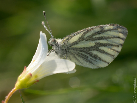 Geaderd witje