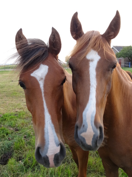 2 paardjes