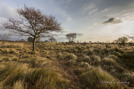 Amsterdamse-Waterleidingduinen_20161130