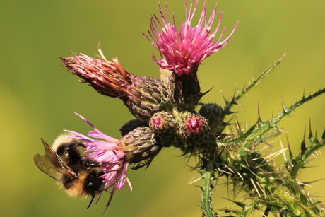 Bij op distel