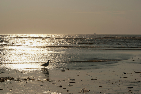 A summernight at the beach