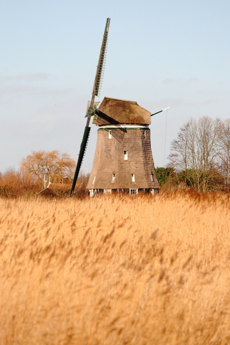 Wieken in Riet