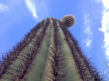 Saguaro in the sky