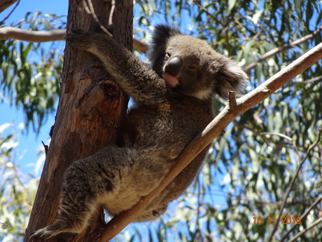 Koala