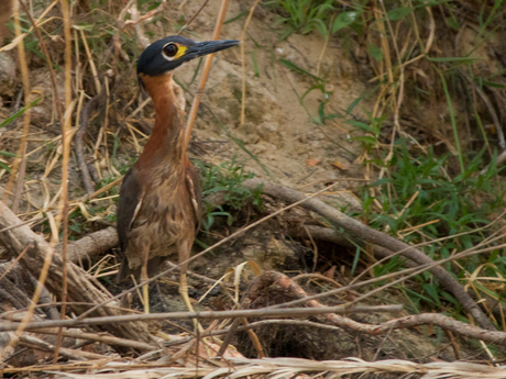 White backed night Heron Botswana