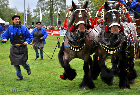 Concours hippique