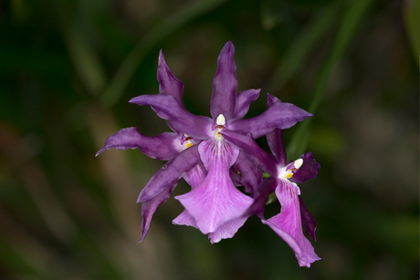 Focus Stacking kopie