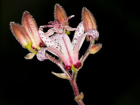 Tricirtis