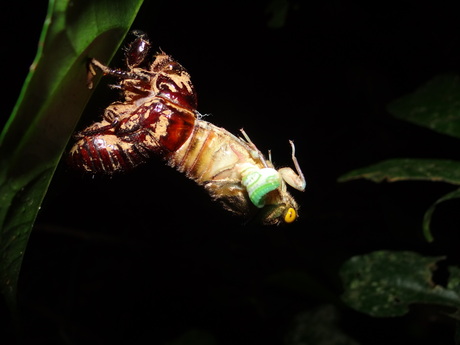 Cicade, laatste vervelling