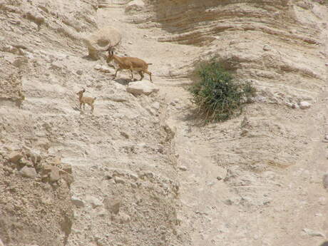 Ein Gedi