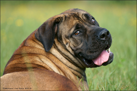 Boerboel