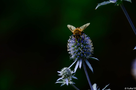 Hommel op blauwe sierdistel