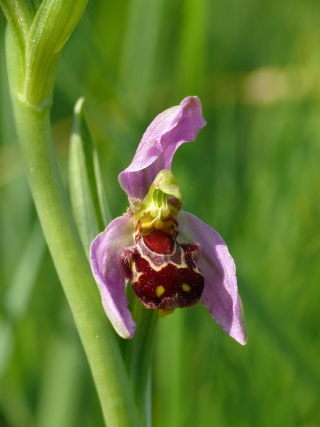 Bijenorchis