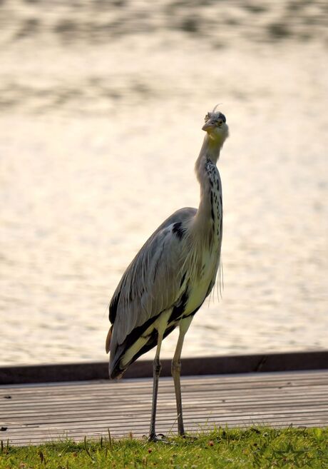 reiger