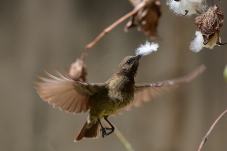 Female Scarlet-chested Sunbird