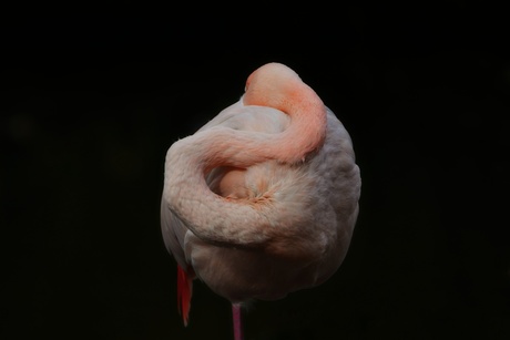 Flamingo met zwarte achtergrond