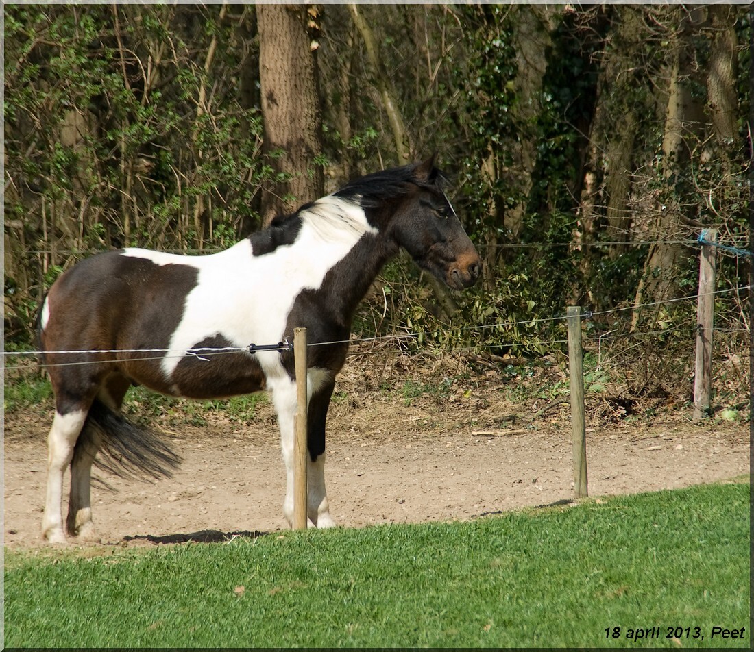paard - foto van jansenpeet -