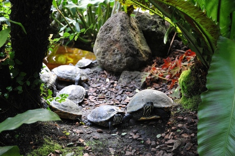 Schildpadjes op pad