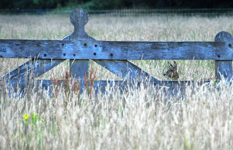 Behind the fence