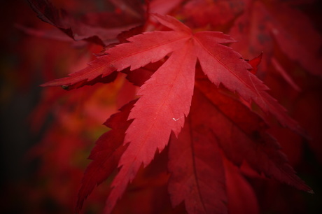 Japanse Esdoorn in de herfst