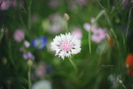 Wilde bloemen