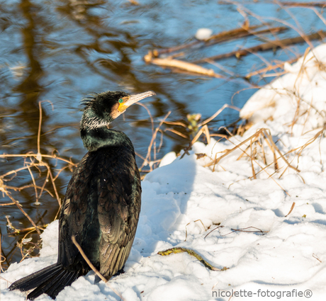 Aalscholver met koude voeten