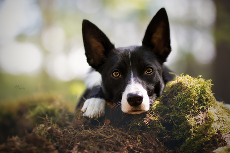 Border Collie Pike in het bos