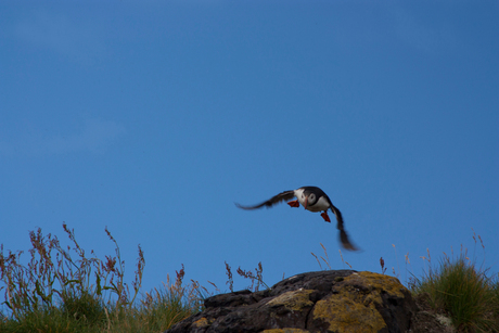 Ready for landing