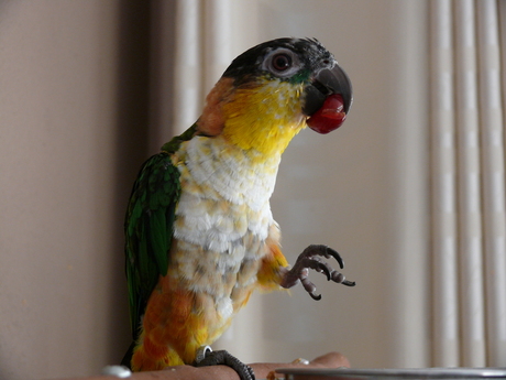 zwartkop caique