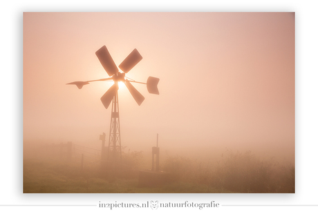 Bosman molentje in de mist