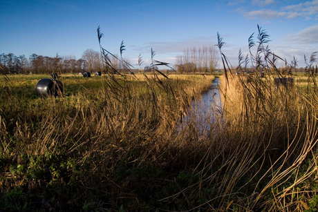 Landschap