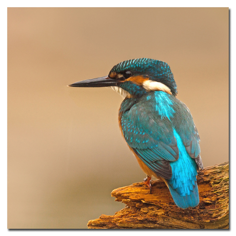 The King Fisher