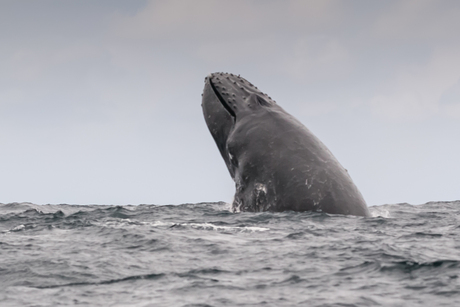 Walvis Ecuador