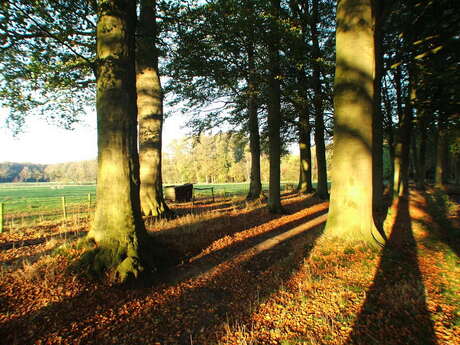 Hoge bomen geven lange schaduw