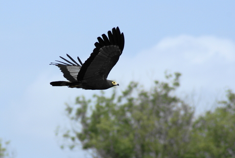 Vogelvlucht