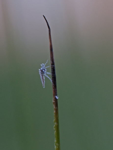 druppelfotografie