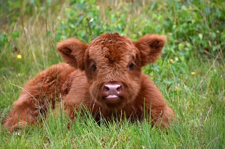 In het gras