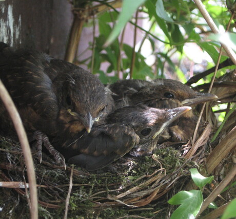 Vogeltjes