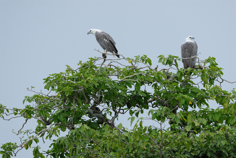 White Bellied Sea-Eagle